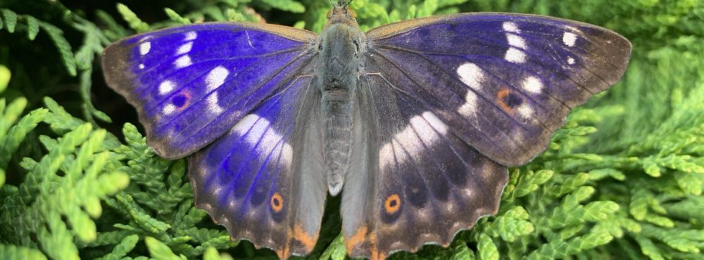 TATSIANA